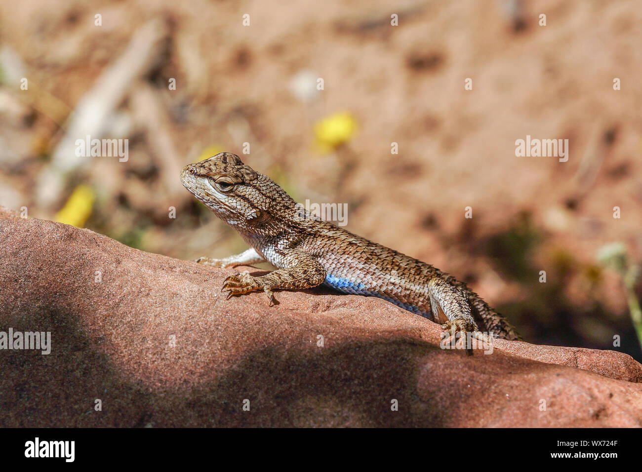 blue belly lizard in zion national park Stock Photo Alamy