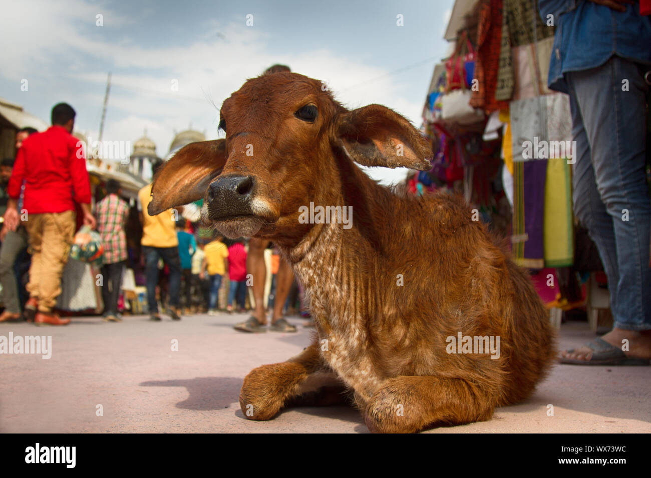 Sacred cows on the streets of Indian cities Stock Photo