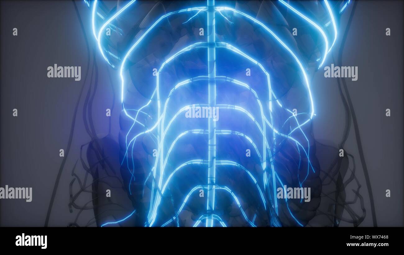 Human Brain Radiology Exam Stock Photo Alamy