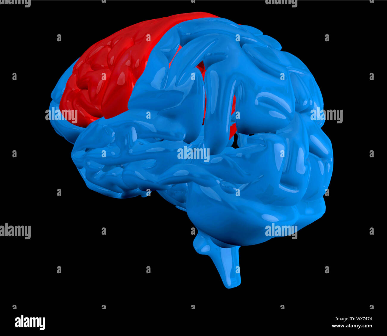 Blue brain with highlighted red cerebrum on black background Stock Photo