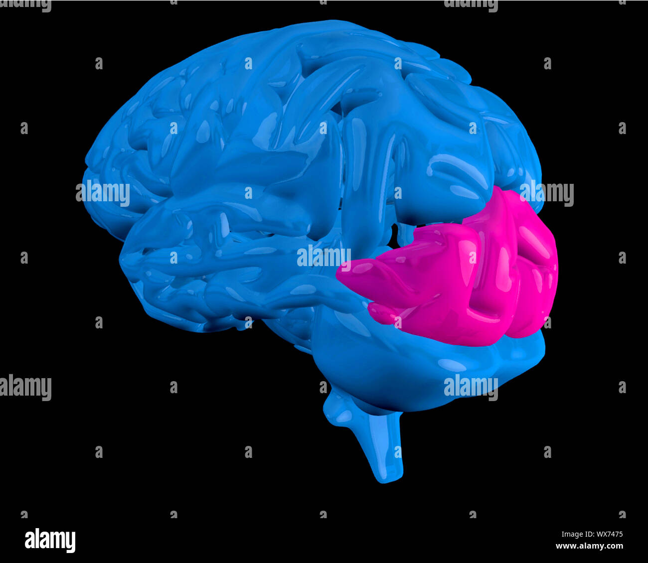 Blue brain with highlighted pink ocipital lobe on black background Stock Photo