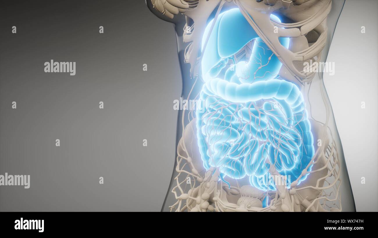 human digestive system parts and functions Stock Photo - Alamy