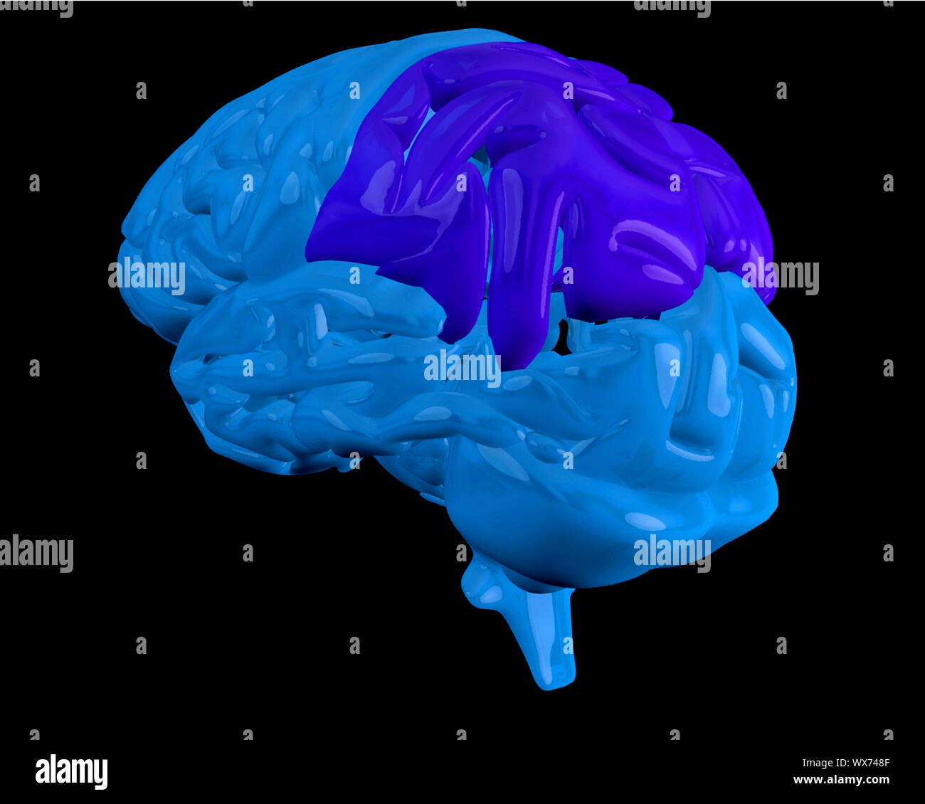 Blue brain with highlighted dark blue parietal lobe on black background Stock Photo