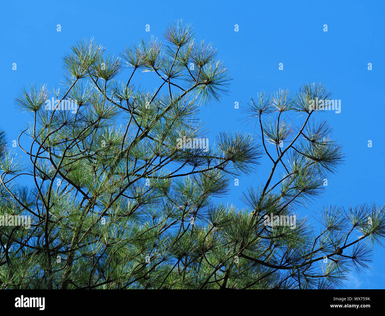 Sunlight catching pine needles on the ends of branches of a young pine tree Stock Photo