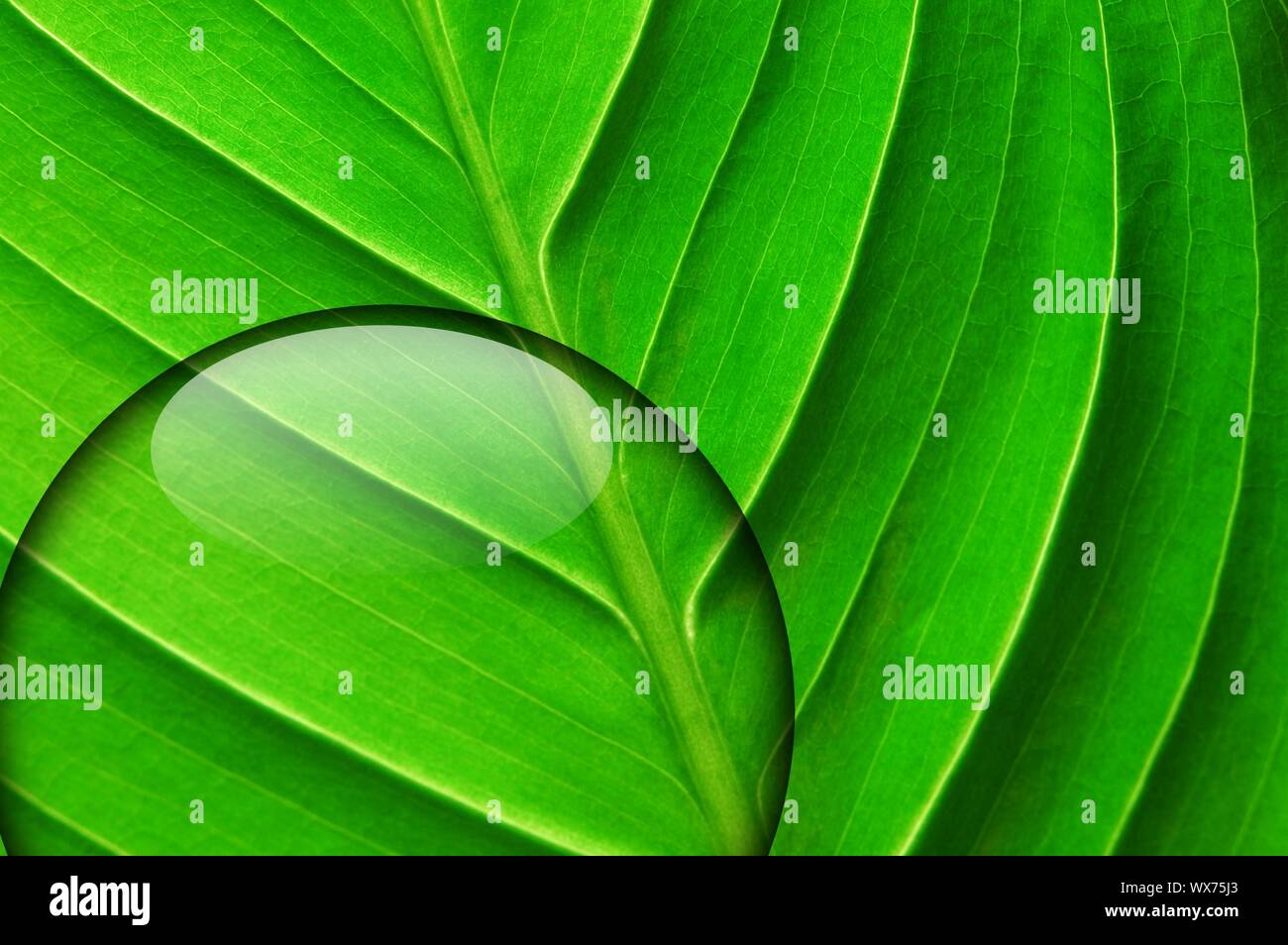 green leaf with fresh water drop from summer rain Stock Photo - Alamy