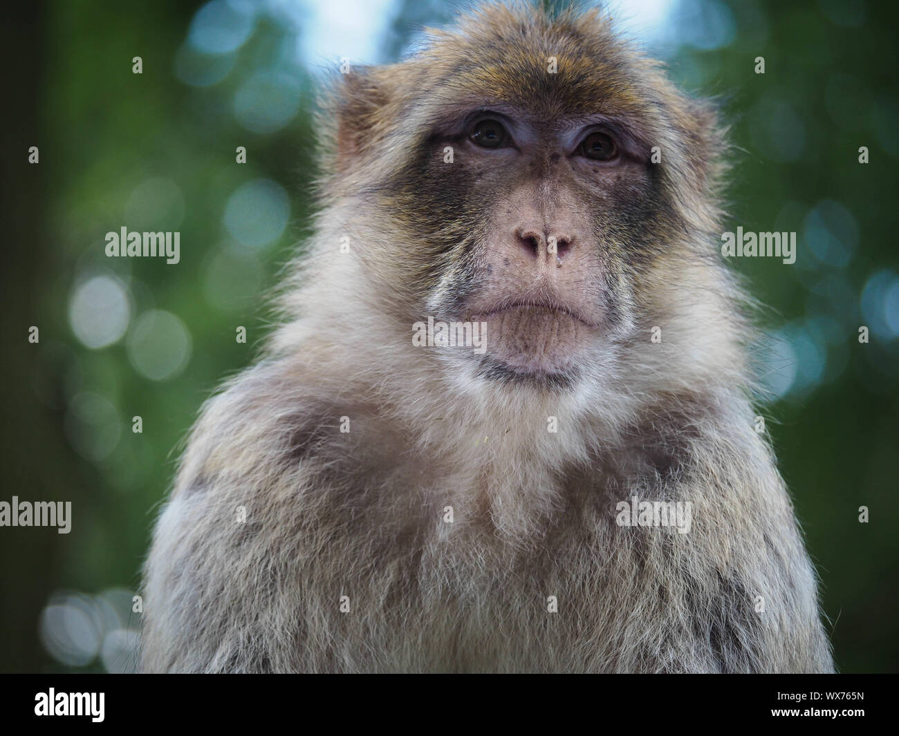 Barbary Macaque profile shot. Stock Photo