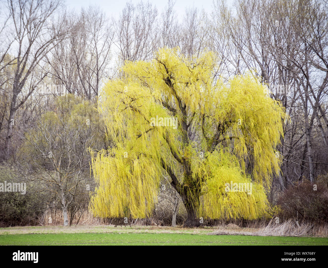 Willow tree in Spring Stock Photo
