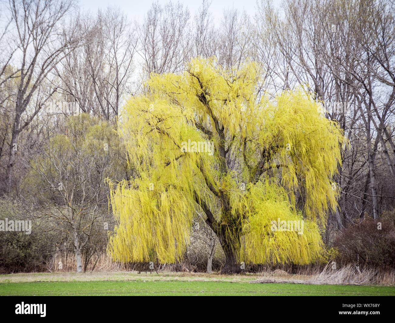 Willow tree in Spring Stock Photo - Alamy