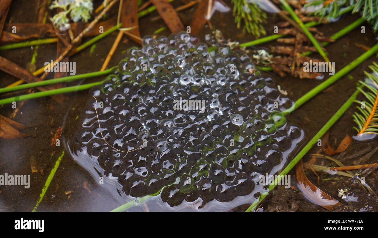 frog spawn in small pond Stock Photo - Alamy