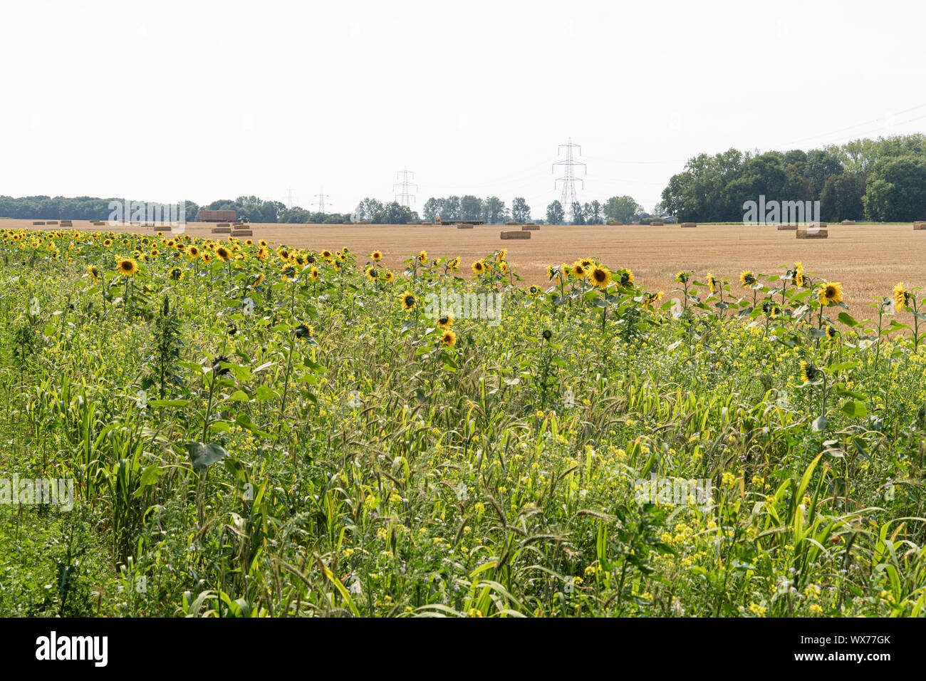 large close up view of sun flowers with bees pollinating on sunny ...