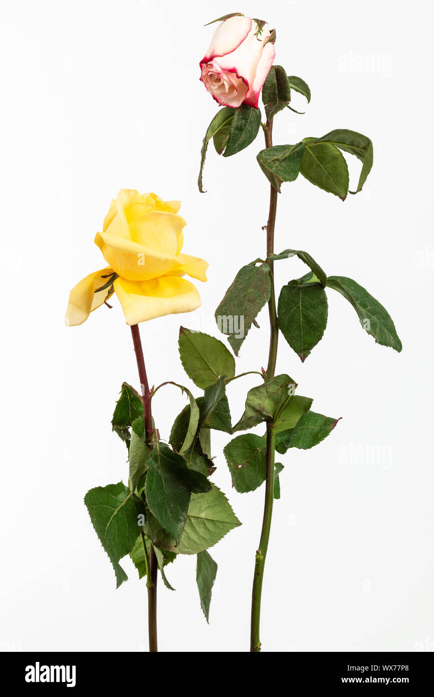 two dry roses on white background Stock Photo