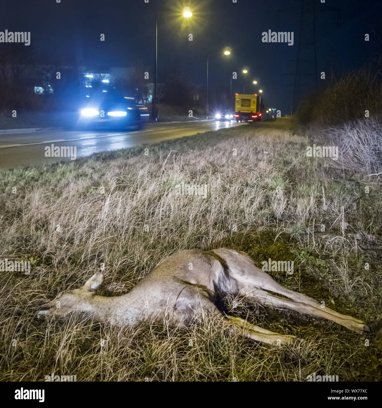 Deer dying because road accident Stock Photo