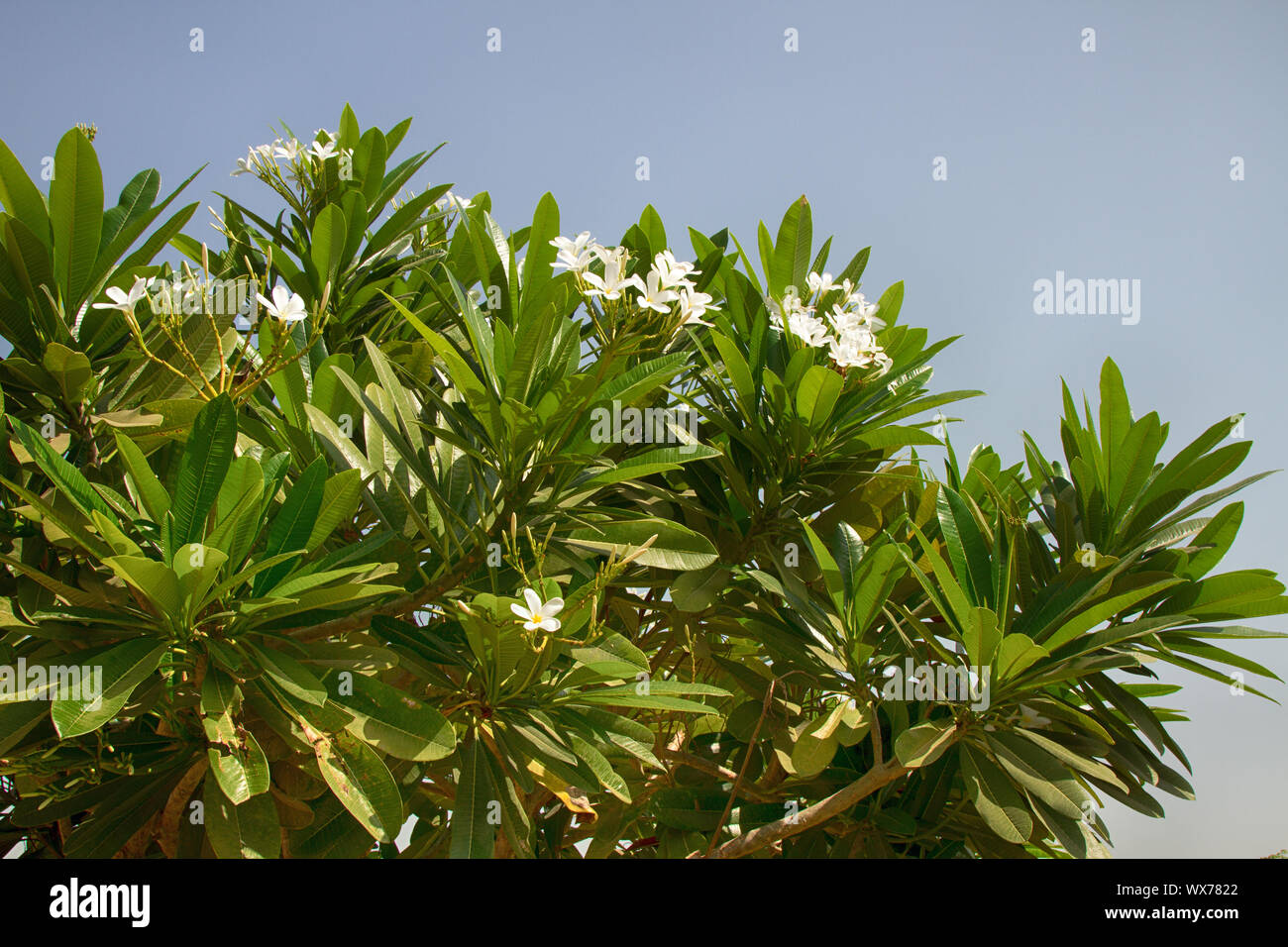 Flowering mango Stock Photo