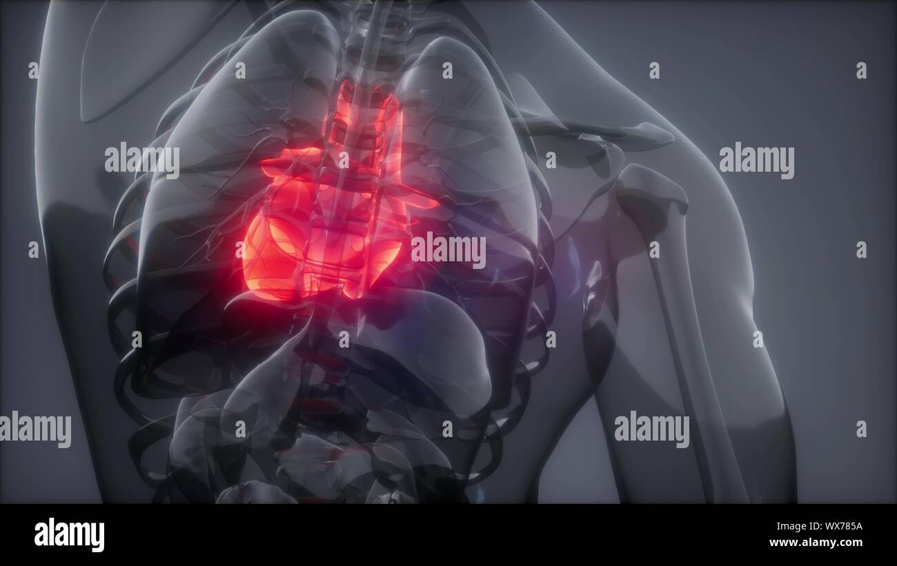 Heart Xray High Resolution Stock Photography and Images Alamy