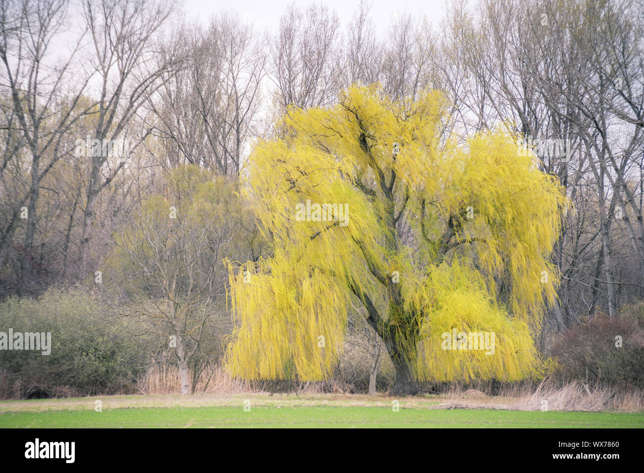 willow tree in Spring Stock Photo