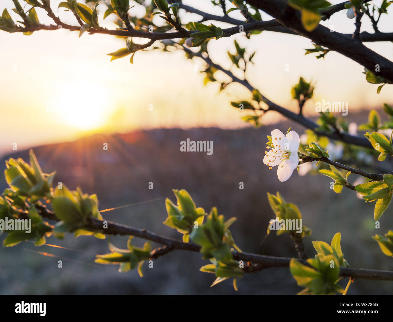 Blossom in spring with the sun Stock Photo