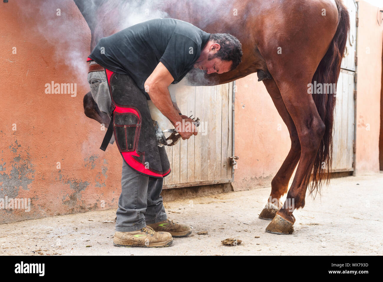 farrier placing the hot shoe on the horse's hoof Stock Photo Alamy