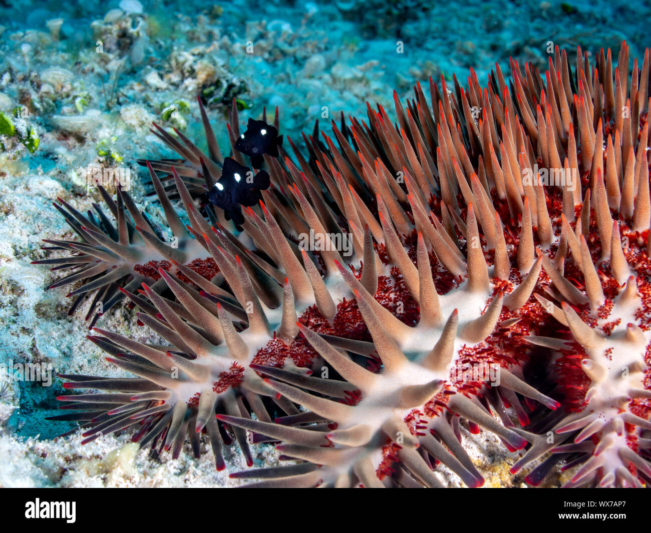 Crown-of-thorns starfish Stock Photo