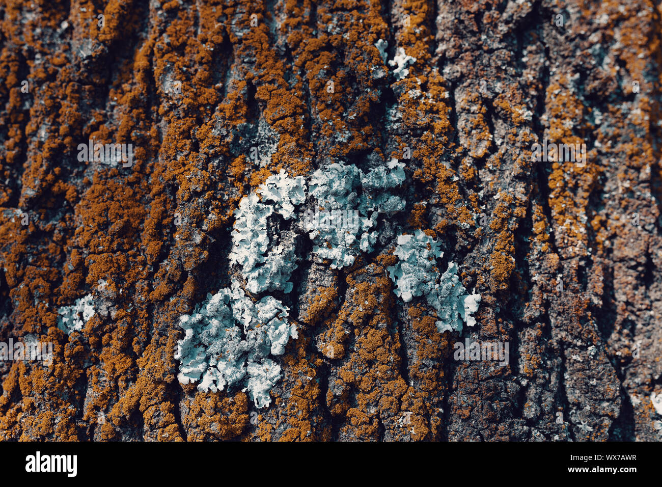 Tree bark texture pattern Stock Photo Alamy