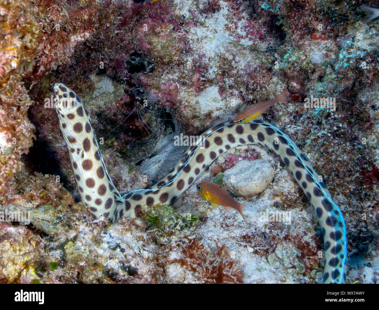 Spotted Snake Eel Stock Photo