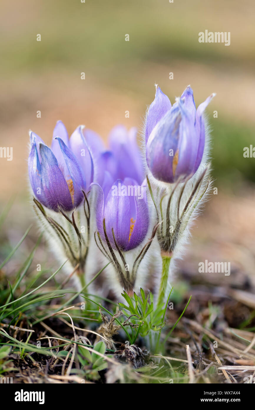 Pulsatilla grandis Blooming on spring meadow Stock Photo