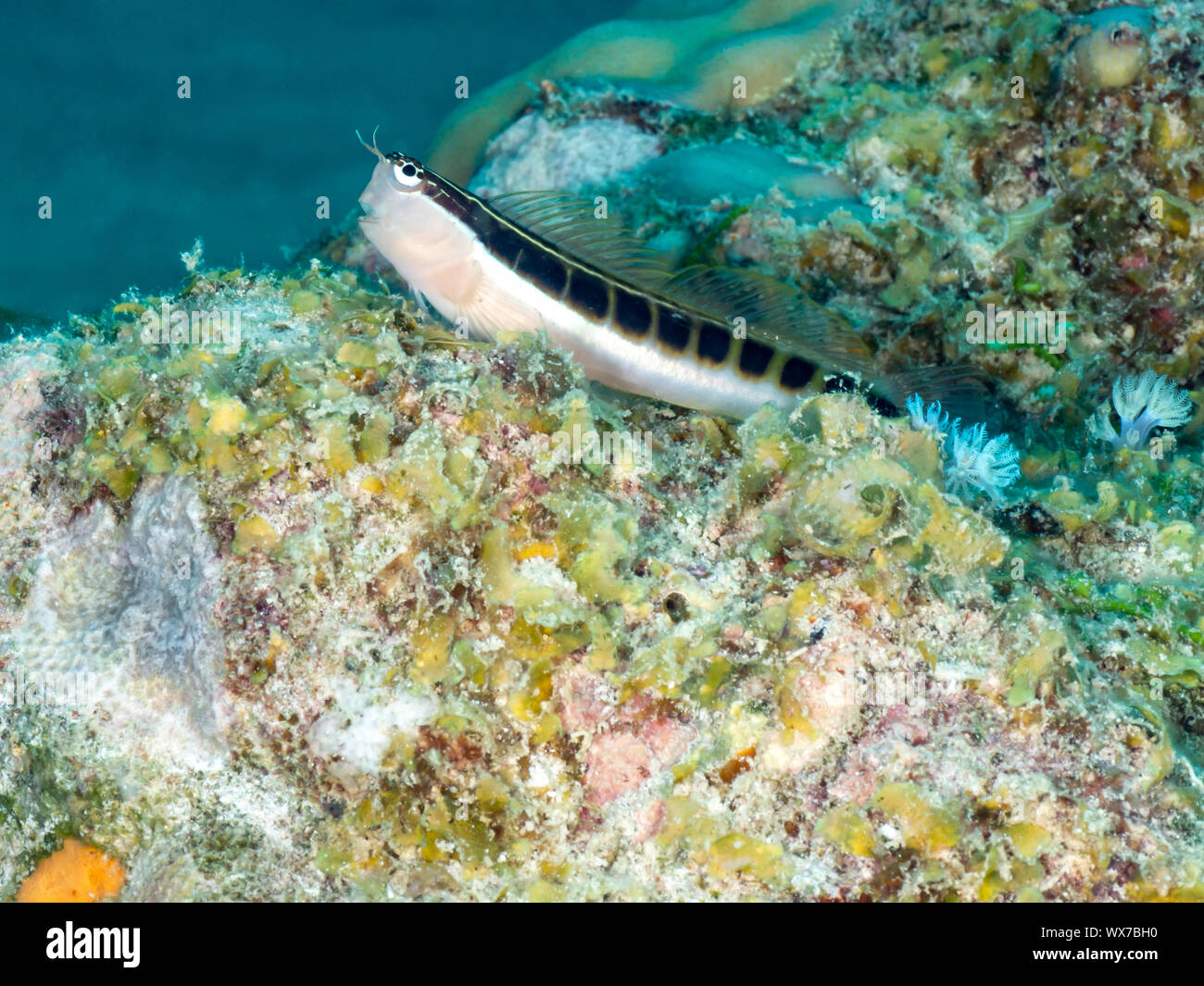 Linear Blenny, Lined Combtooth-Blenny Stock Photo