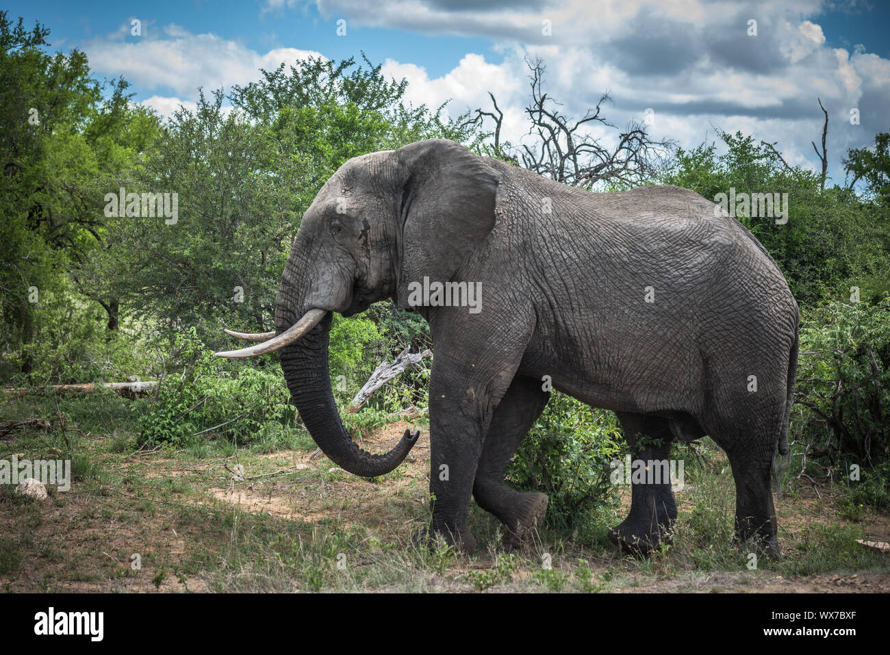 Elephant in Kruger National Park, South Africa. Stock Photo