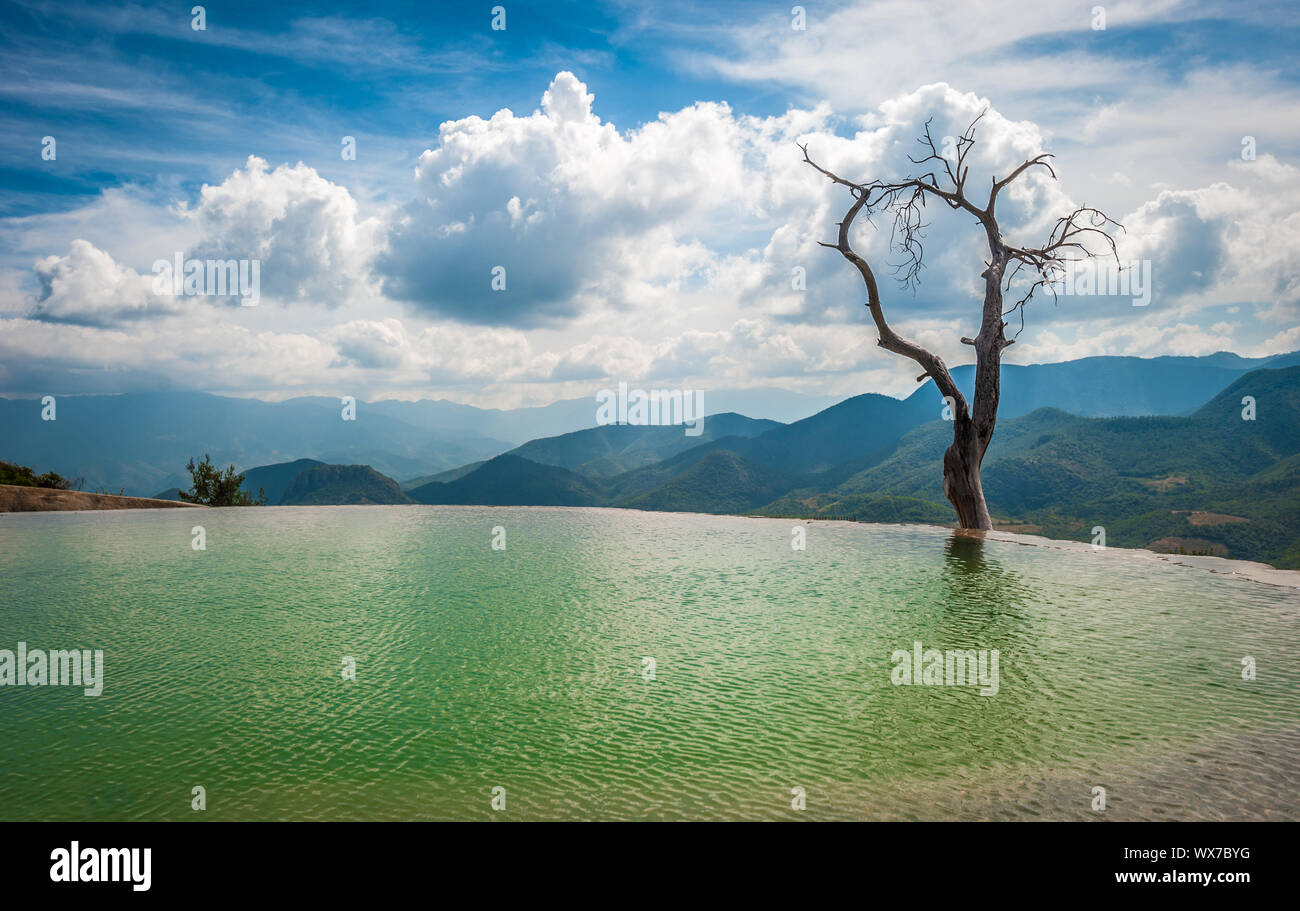 Tree in the water in Hierve el Agua, natural rock formations in the Mexican  state of Oaxaca Stock Photo - Alamy