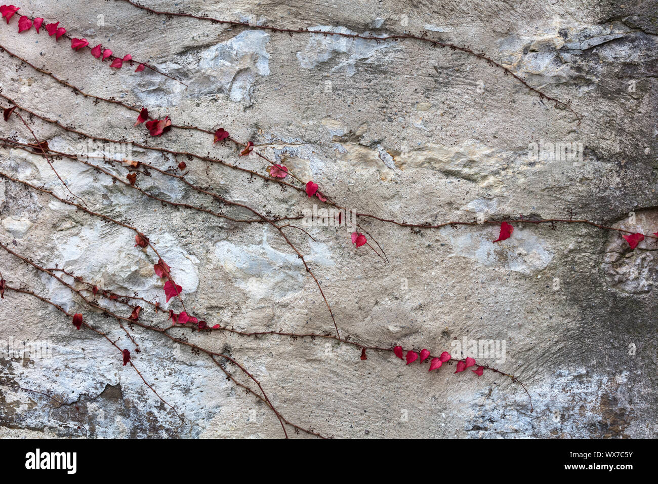 ivy on stone wall Stock Photo