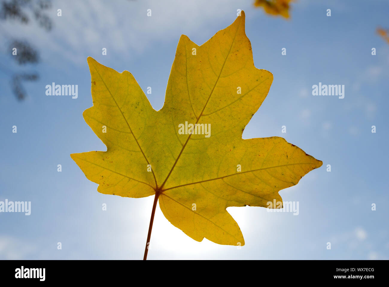Autumn foliage against a shining sun and the blue sky Stock Photo - Alamy