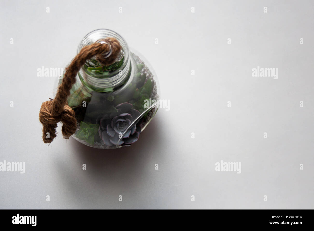 Glass light bulb terrarium with hanging beige cord and various