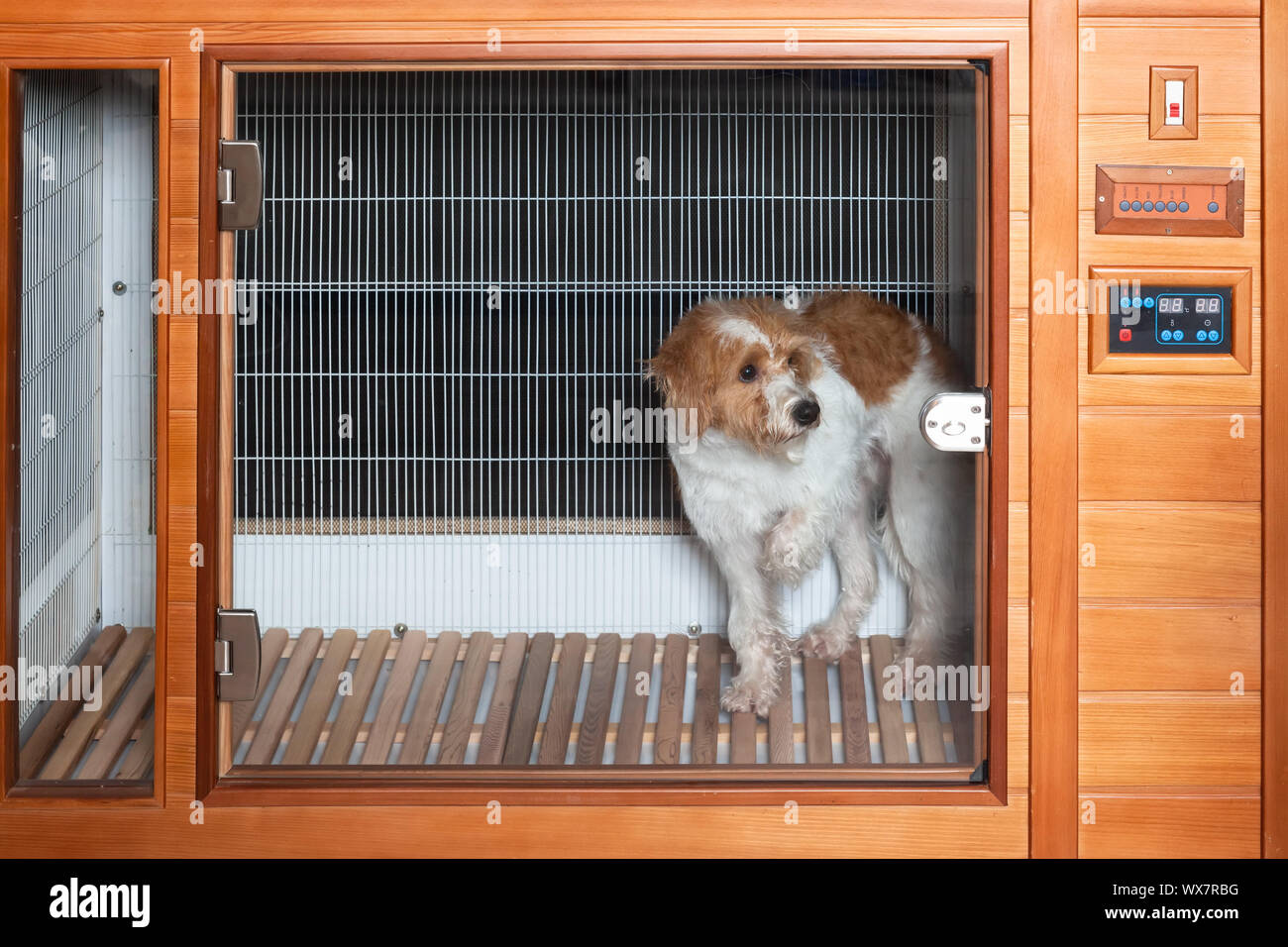 dog in a pet dryer Stock Photo