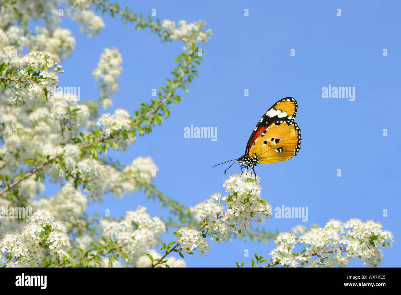 Butterfly in spring Stock Photo