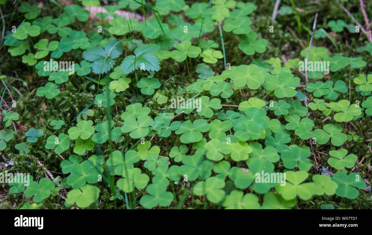 clover growing on moss bed Stock Photo