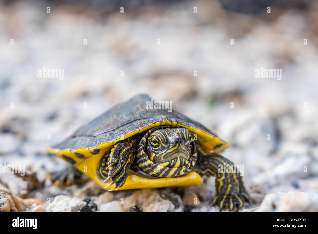 A big Painted Turtles in Gulf Shores, Alabama Stock Photo Alamy