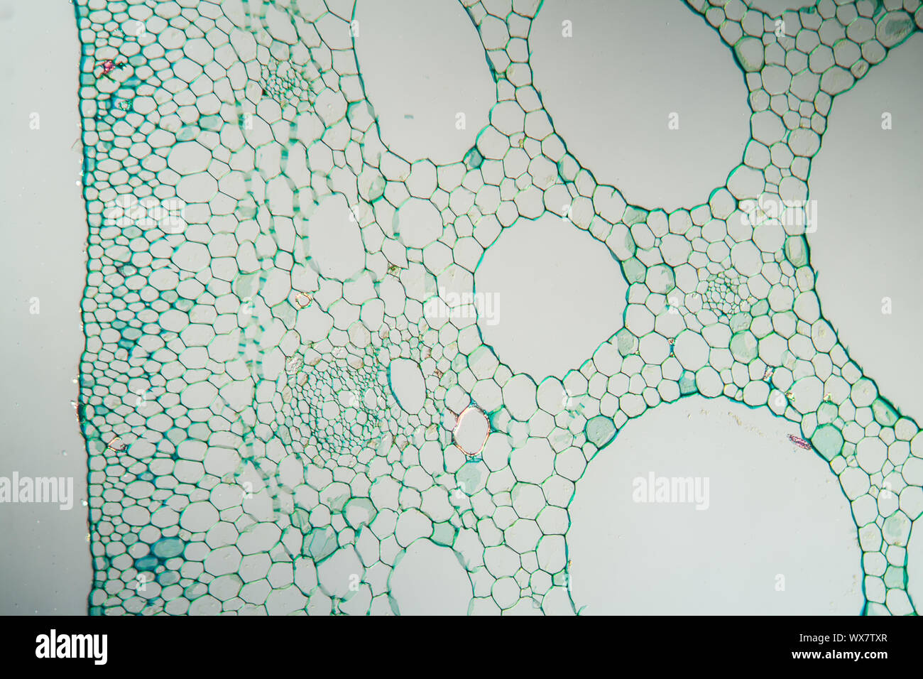 Water lily petiole cross section 100x Stock Photo