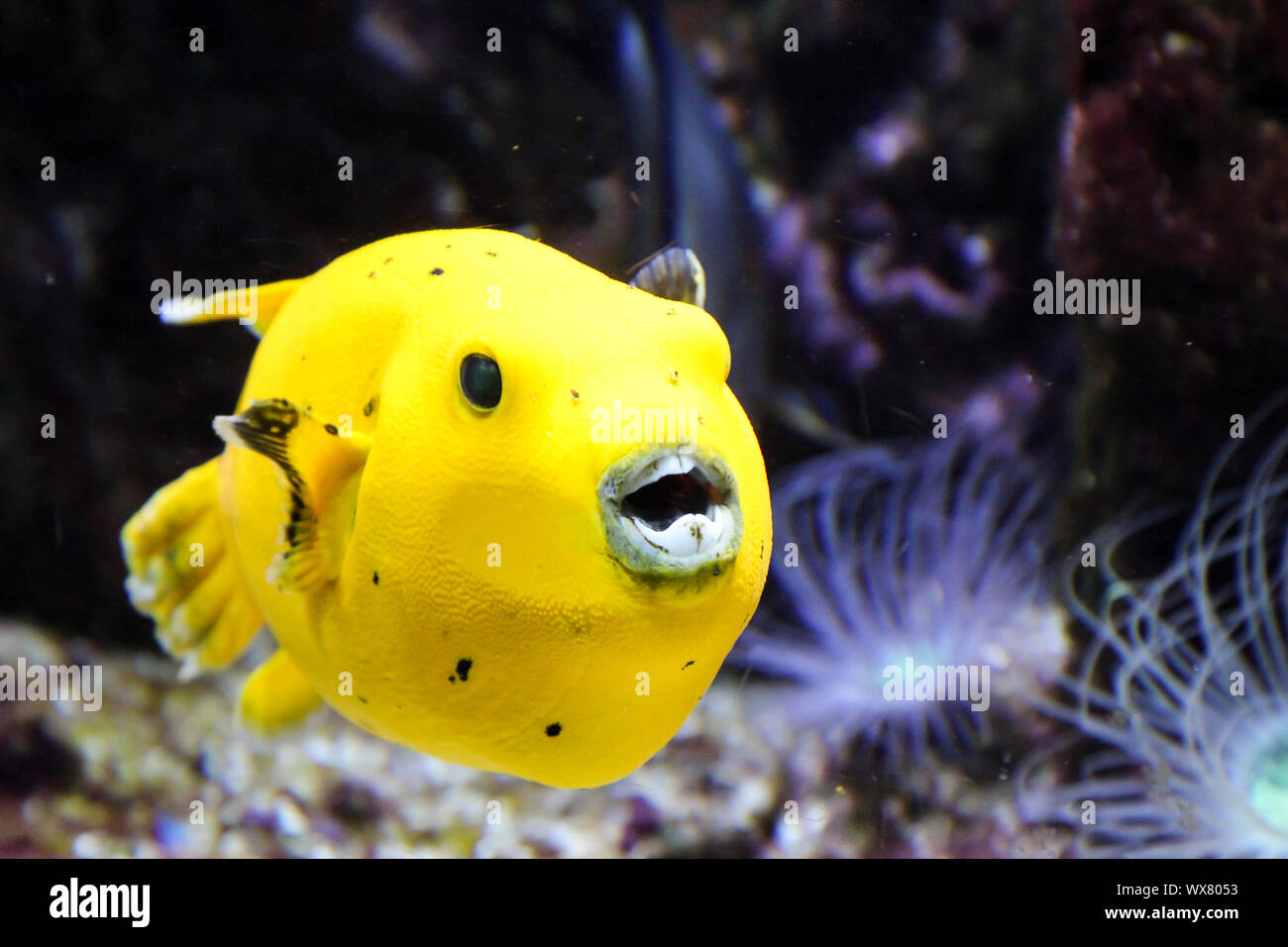 Pufferfish in the reef Stock Photo