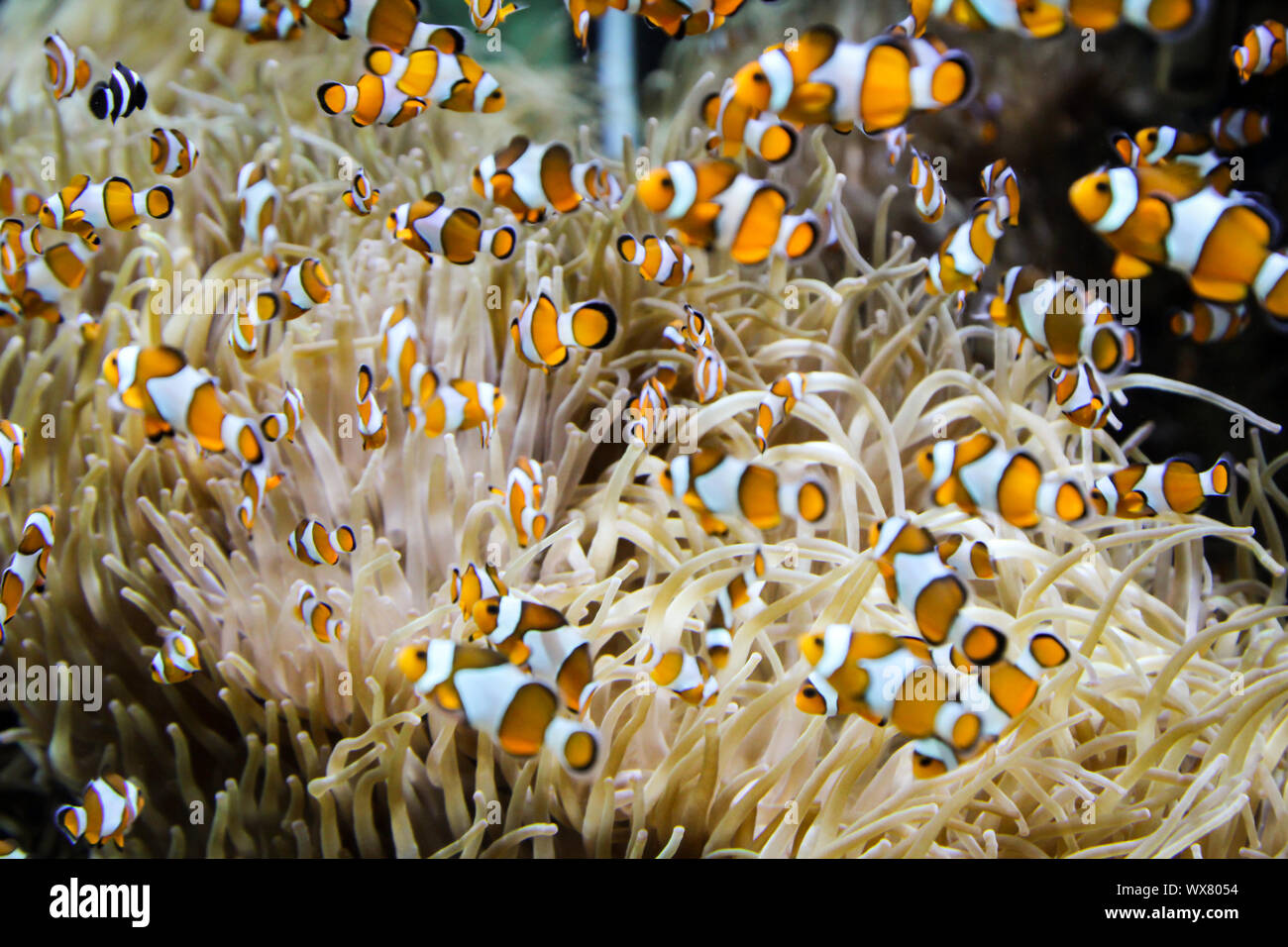 Anemone fishes in an anemone Stock Photo