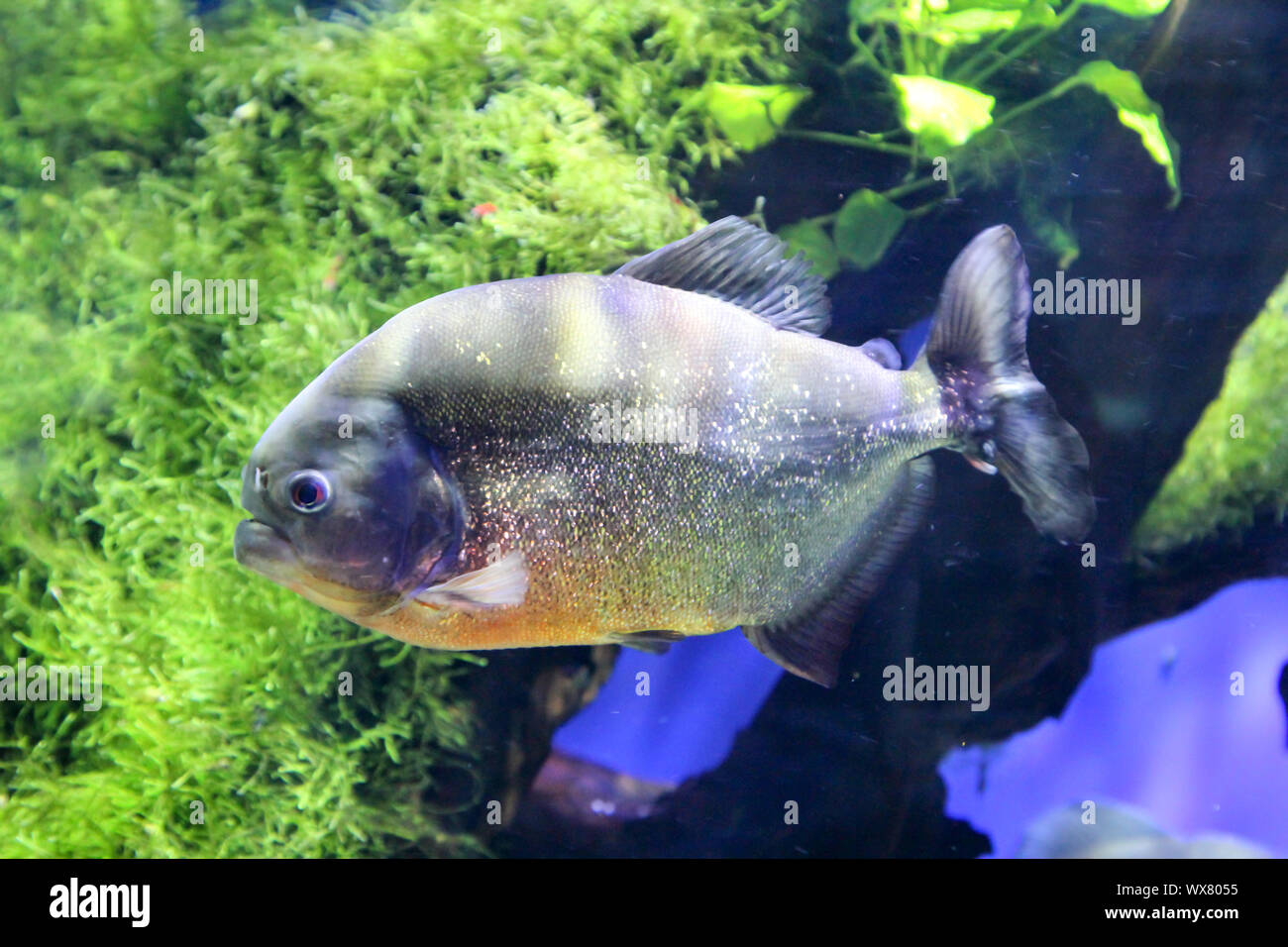 Piranha Stock Photo