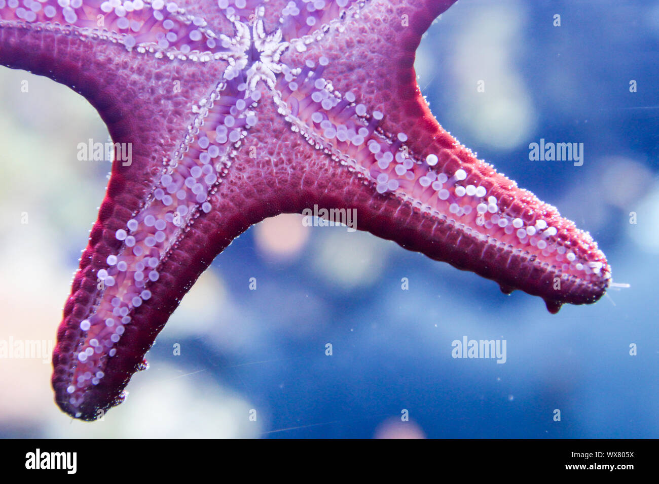 Portrait of a starfish Stock Photo