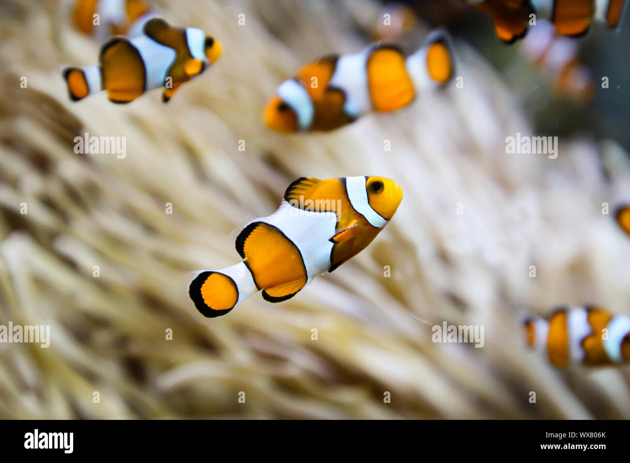 Anemone fish in an anemone Stock Photo