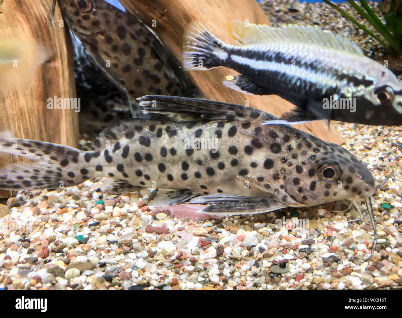 Armored catfish in the aquarium Stock Photo