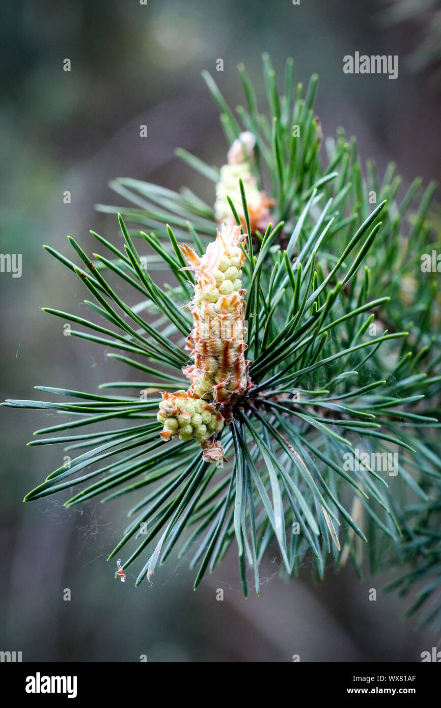 Blossom of a conifer Stock Photo