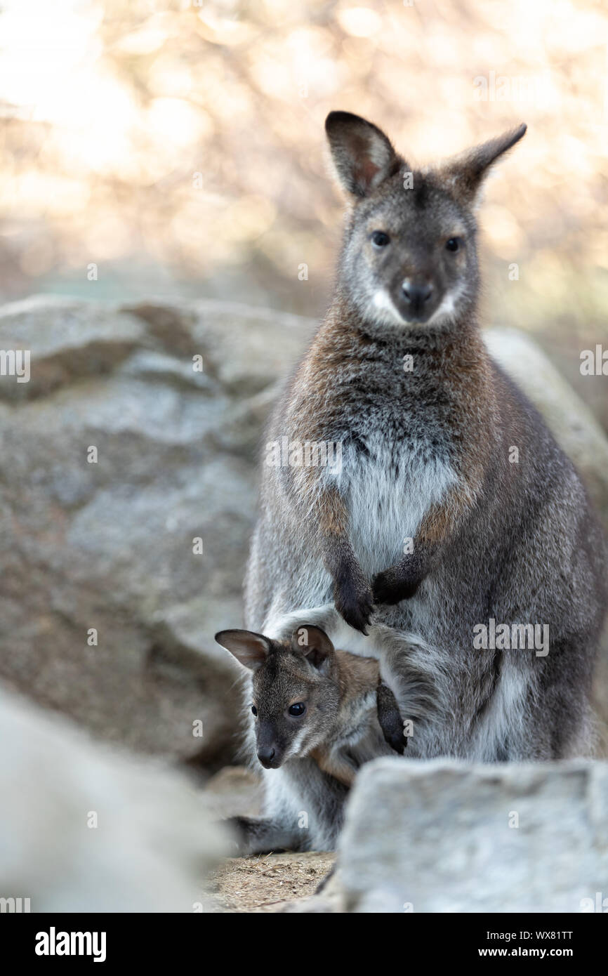 Red-necked Wallaby with baby in bag Stock Photo