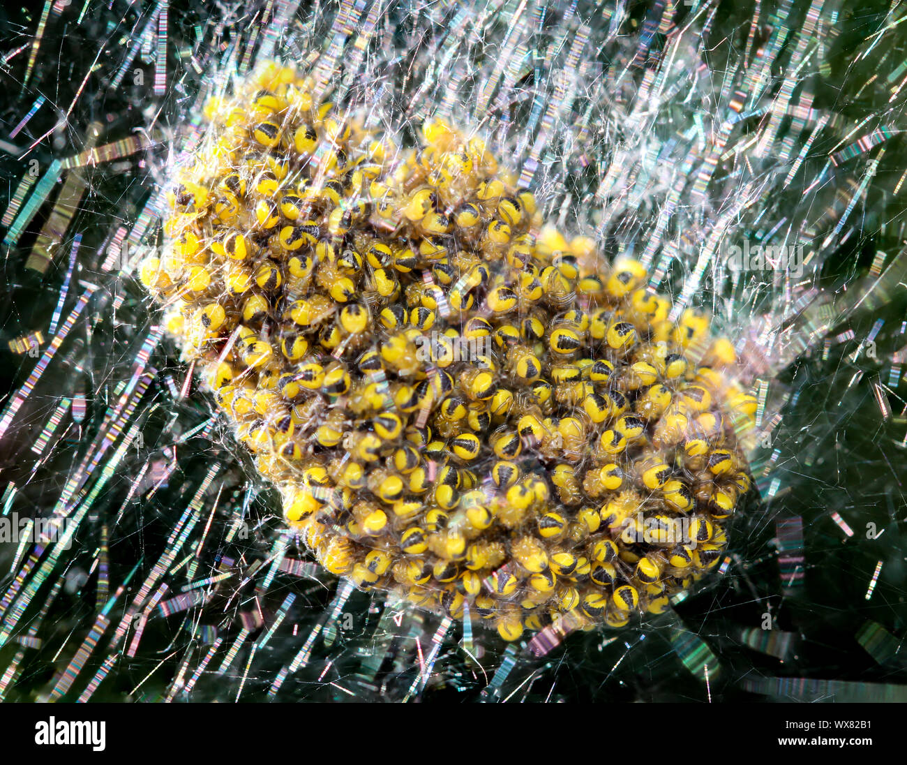 network of baby spiders Stock Photo