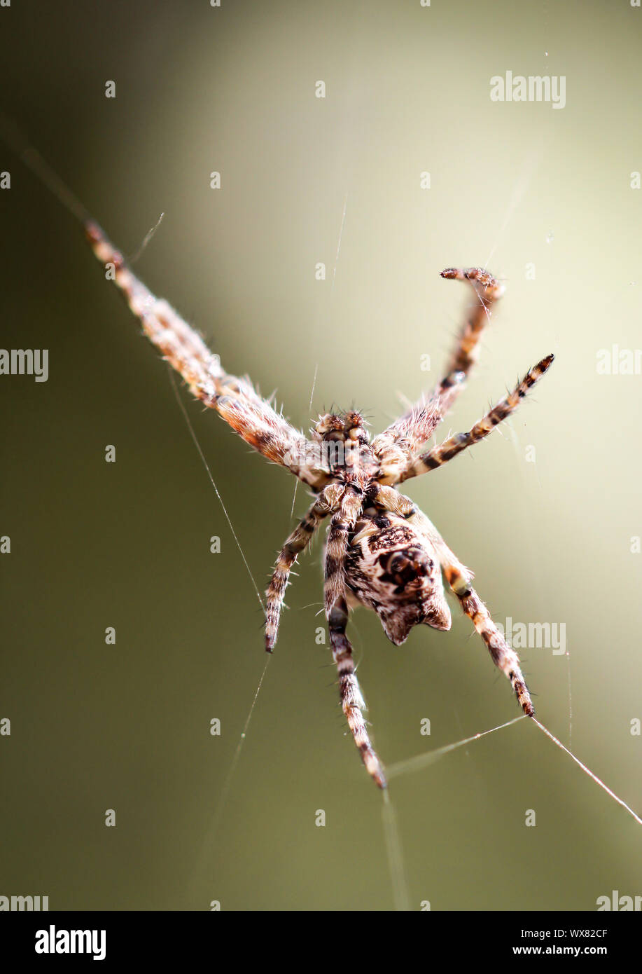 Detail of a spider Stock Photo