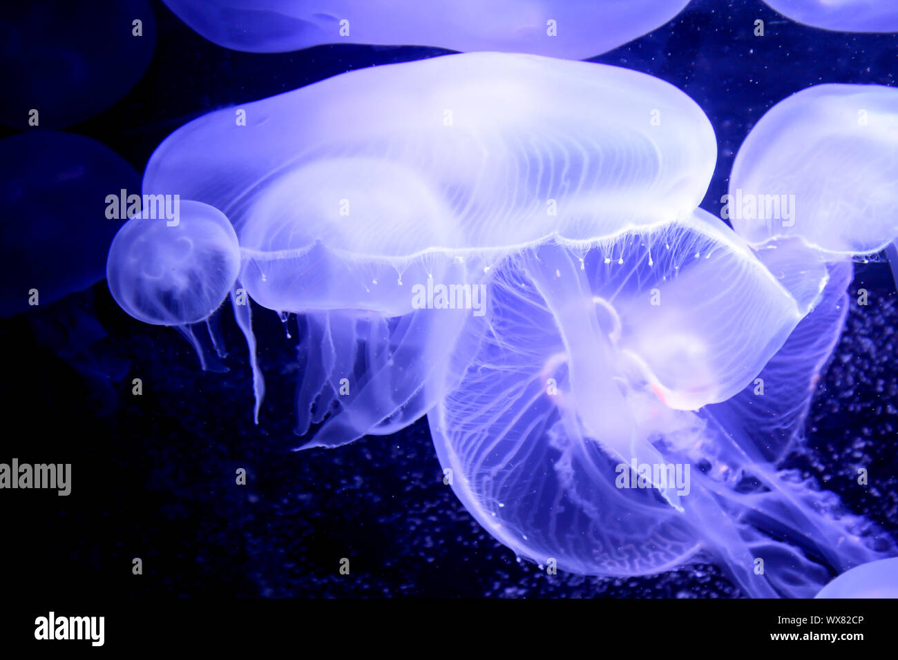 Detail of jellyfish, medusa Stock Photo