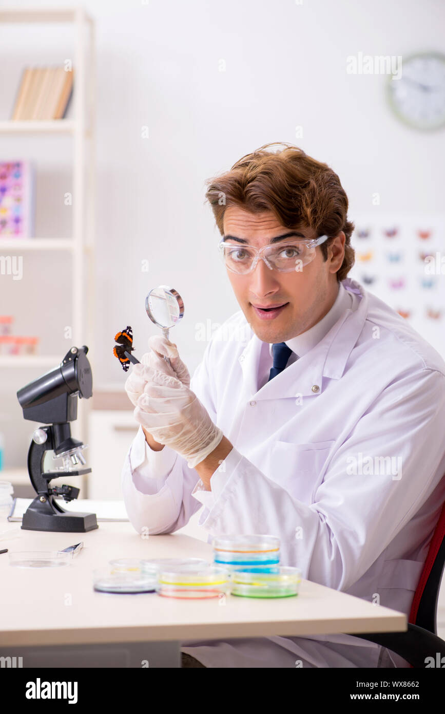 Scientist entomologist studying new butterfly species Stock Photo