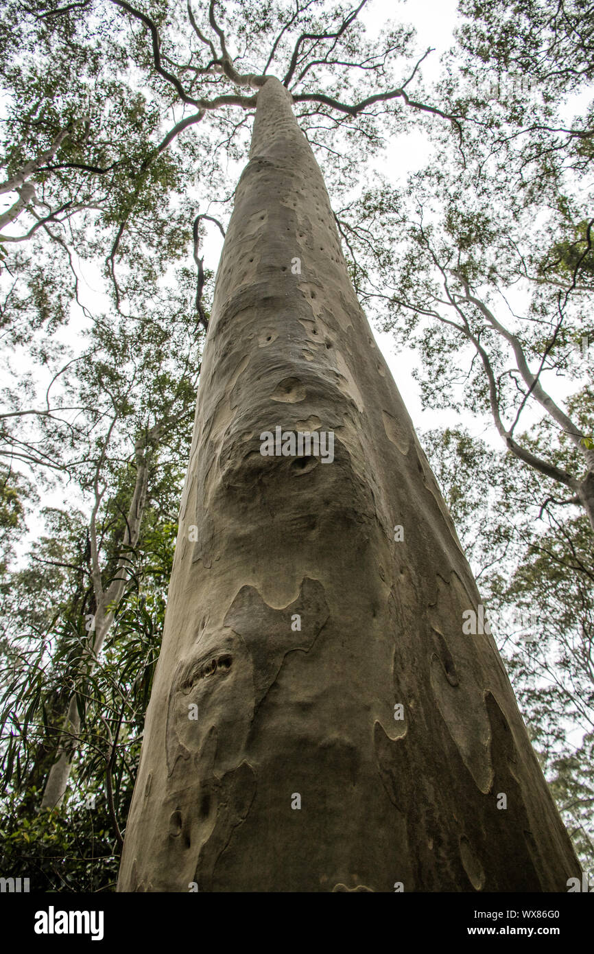 Spotted Gum, a Tall Eucalyptus Tree Stock Photo
