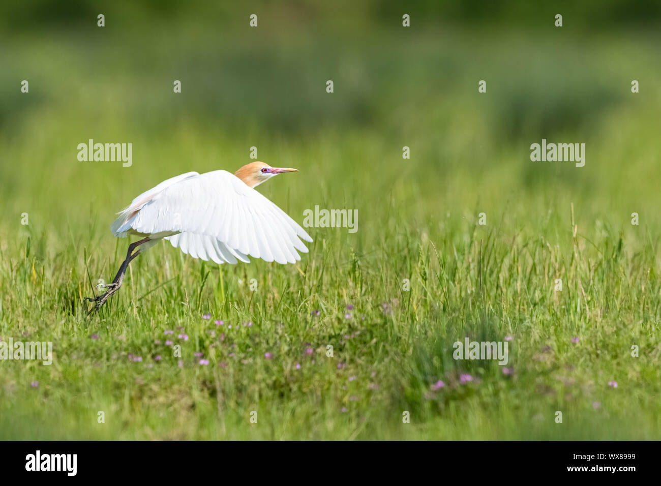 cattle egret in flying Stock Photo